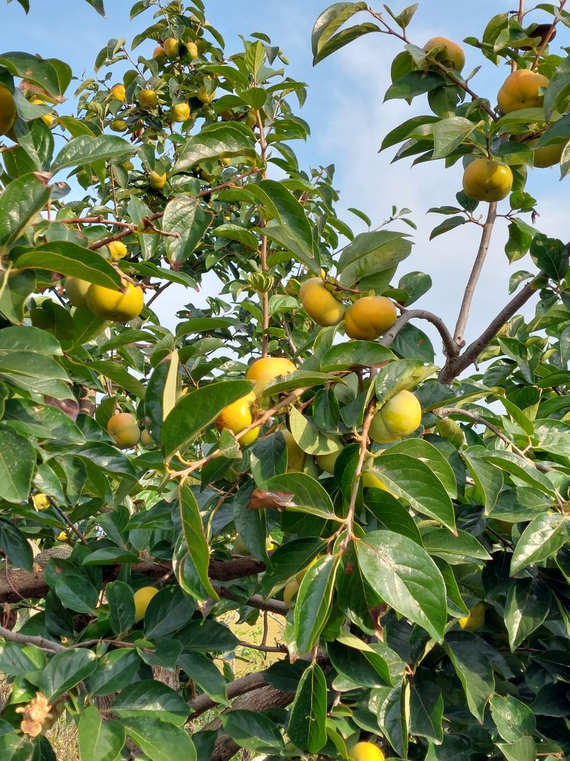 김연화님의 장터 판매 상품 [차량단감 10kg] 첨부 사진