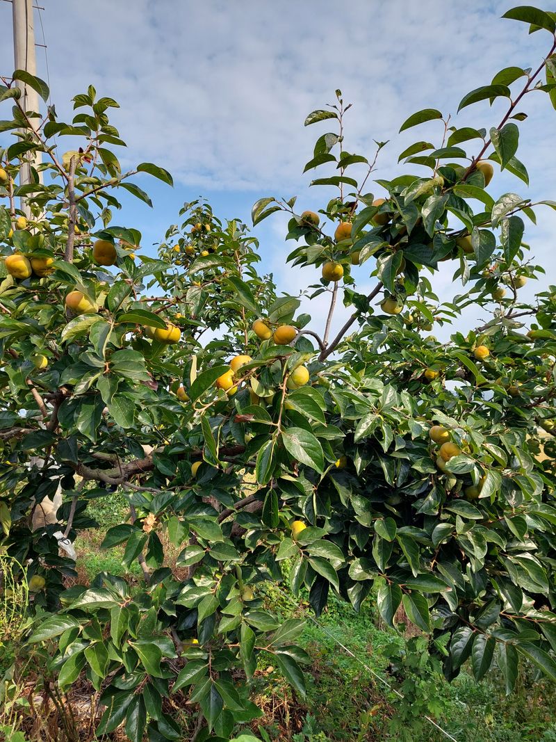 장터 상품 [차량단감 10kg] 썸네일