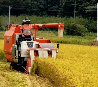 토끼ㆍ솔티팜님의 벼 · 자유게시판 작성글 사진