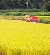 팜모닝 벼·자유게시판 게시글 이미지