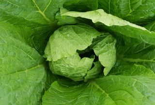 토끼ㆍ솔티팜님의 배추 · 병해충상담 작성글 사진