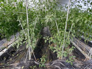 광영0779907님의 고추 · 일상 작성글 사진