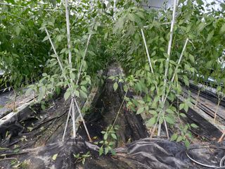 광영0779907님의 고추 · 일상 작성글 사진