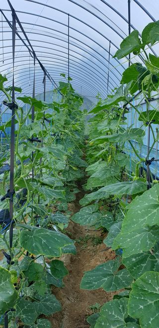 광영0779907님의 고추 · 일상 작성글 사진