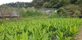 광영0779907님의 고추 · 일상 작성글 사진