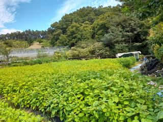 광영0779907님의 고추 · 일상 작성글 사진