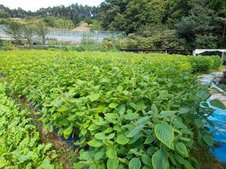 광영0779907님의 고추 · 일상 작성글 사진