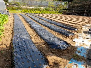 광영0779907님의 고추 · 일상 작성글 사진