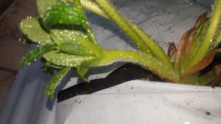 막걸리대왕님의 딸기 · 일상 작성글 사진