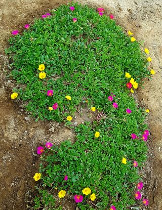 토끼ㆍ솔티팜님의 자두 · 자유게시판 작성글 사진