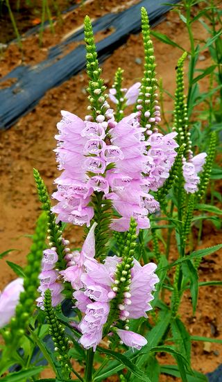 토끼ㆍ솔티팜님의 자두 · 자유게시판 작성글 사진