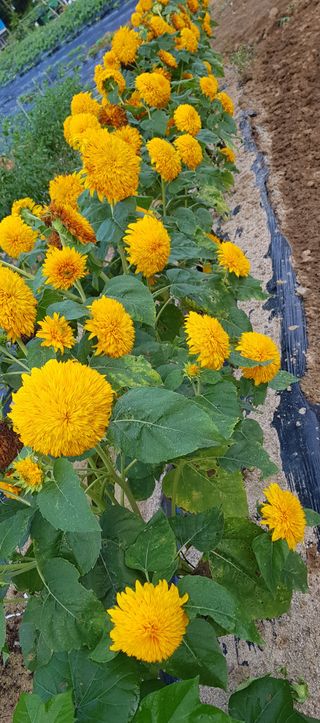 토끼ㆍ솔티팜님의 자두 · 자유게시판 작성글 사진