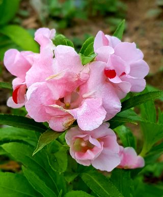 토끼ㆍ솔티팜님의 자두 · 자유게시판 작성글 사진