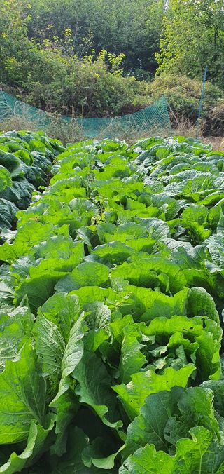 또순이떼지누리님의 배추 · 병해충상담 작성글 사진