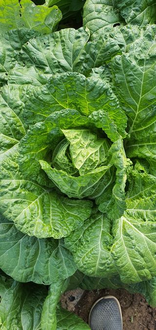 또순이떼지누리님의 배추 · 병해충상담 작성글 사진