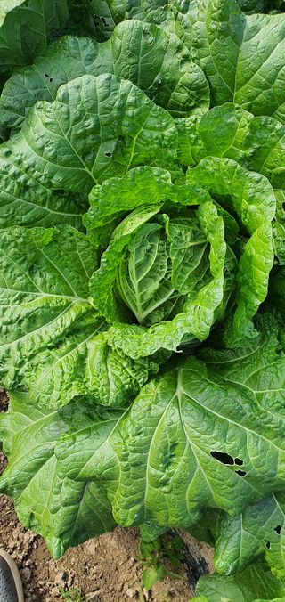 또순이떼지누리님의 배추 · 병해충상담 작성글 사진