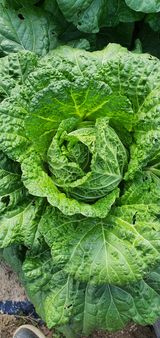 팜모닝 배추·병해충상담 게시글 이미지