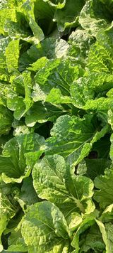 팜모닝 배추·일상 게시글 이미지