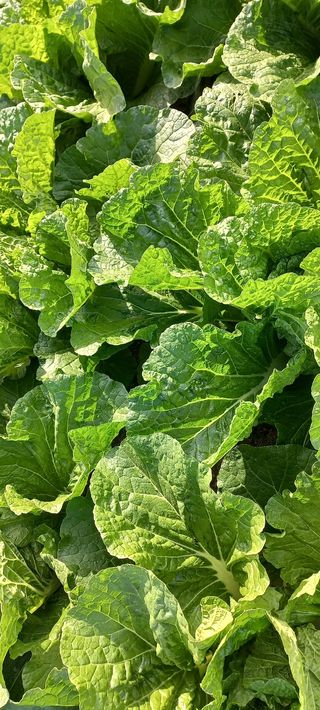 울산 임순옥님의 배추 · 일상 작성글 사진