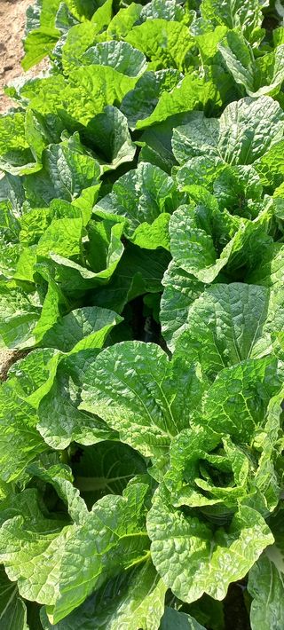 울산 임순옥님의 배추 · 일상 작성글 사진