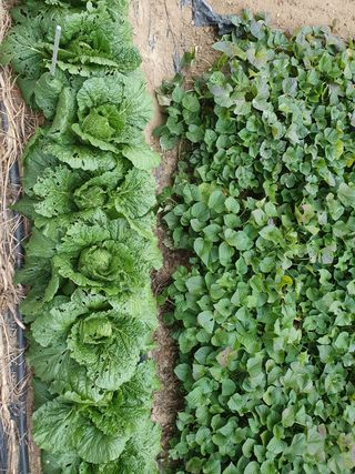 김권수님의 배추 · 일상 작성글 사진