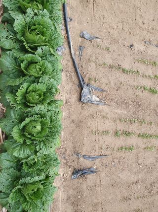 김권수님의 배추 · 일상 작성글 사진