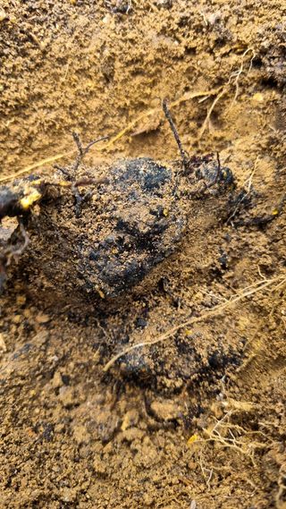 무룡농장님의 감 · 병해충상담 작성글 사진