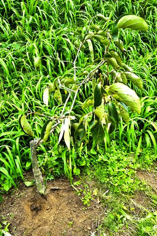 무룡농장님의 감 · 병해충상담 작성글 사진