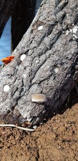 팜모닝 버섯·병해충상담 게시글 이미지