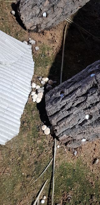 김미옥님의 버섯 · 병해충상담 작성글 사진