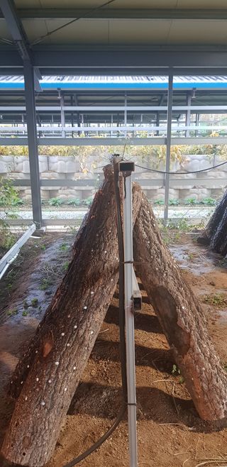 김미옥님의 버섯 · 병해충상담 작성글 사진