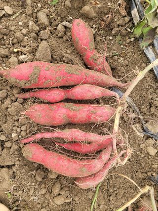 이동훈님의 고구마 · 자유게시판 작성글 사진