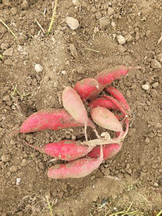 이동훈님의 고구마 · 자유게시판 작성글 사진