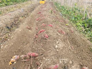 이동훈님의 고구마 · 자유게시판 작성글 사진