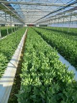 팜모닝 기타작물·자유게시판 게시글 이미지