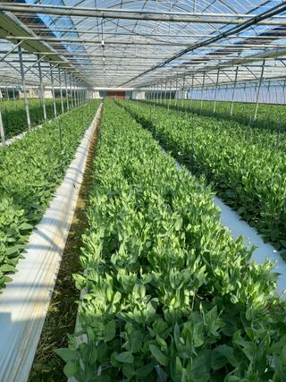 김해농부허외순님의 기타작물 · 자유게시판 작성글 사진