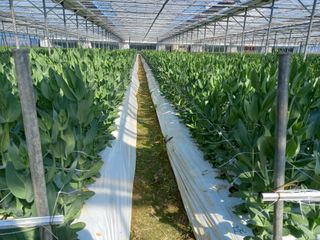 김해농부허외순님의 기타작물 · 자유게시판 작성글 사진