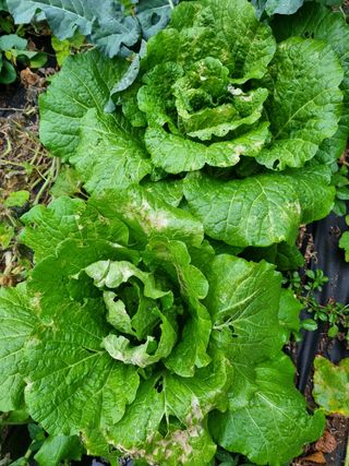 정금석님의 배추 · 병해충상담 작성글 사진