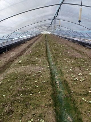 강혜정님의 딸기 · 일상 작성글 사진