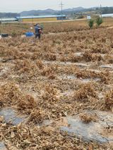 팜모닝 콩·자유게시판 게시글 이미지