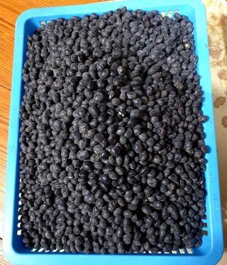 참깨22066님의 콩 · 자유게시판 작성글 사진