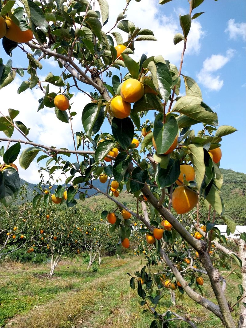 장터 상품 [대봉감 ] 썸네일