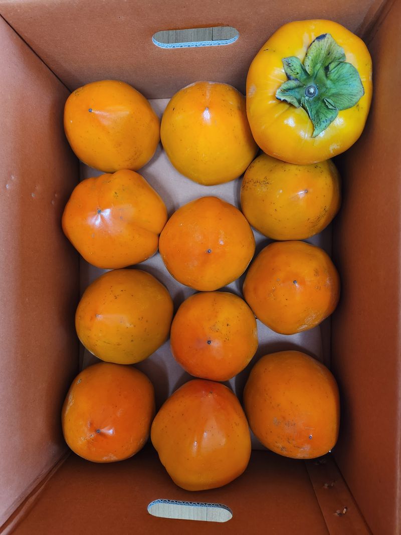 김호영님의 장터 판매 상품 [대봉감 ] 첨부 사진