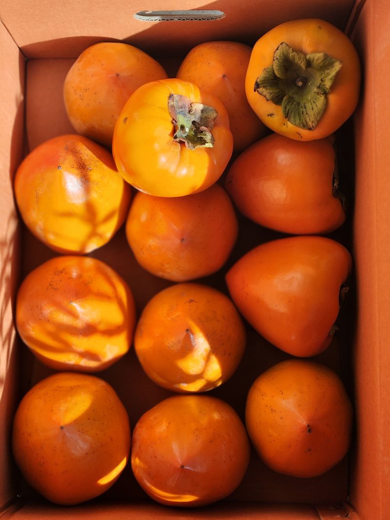 김호영님의 장터 판매 상품 [대봉감 ] 첨부 사진