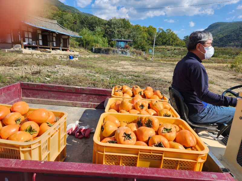 김호영님의 장터 판매 상품 [대봉감 ] 첨부 사진
