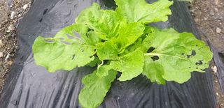 텃밭백강님의 배추 · 병해충상담 작성글 사진