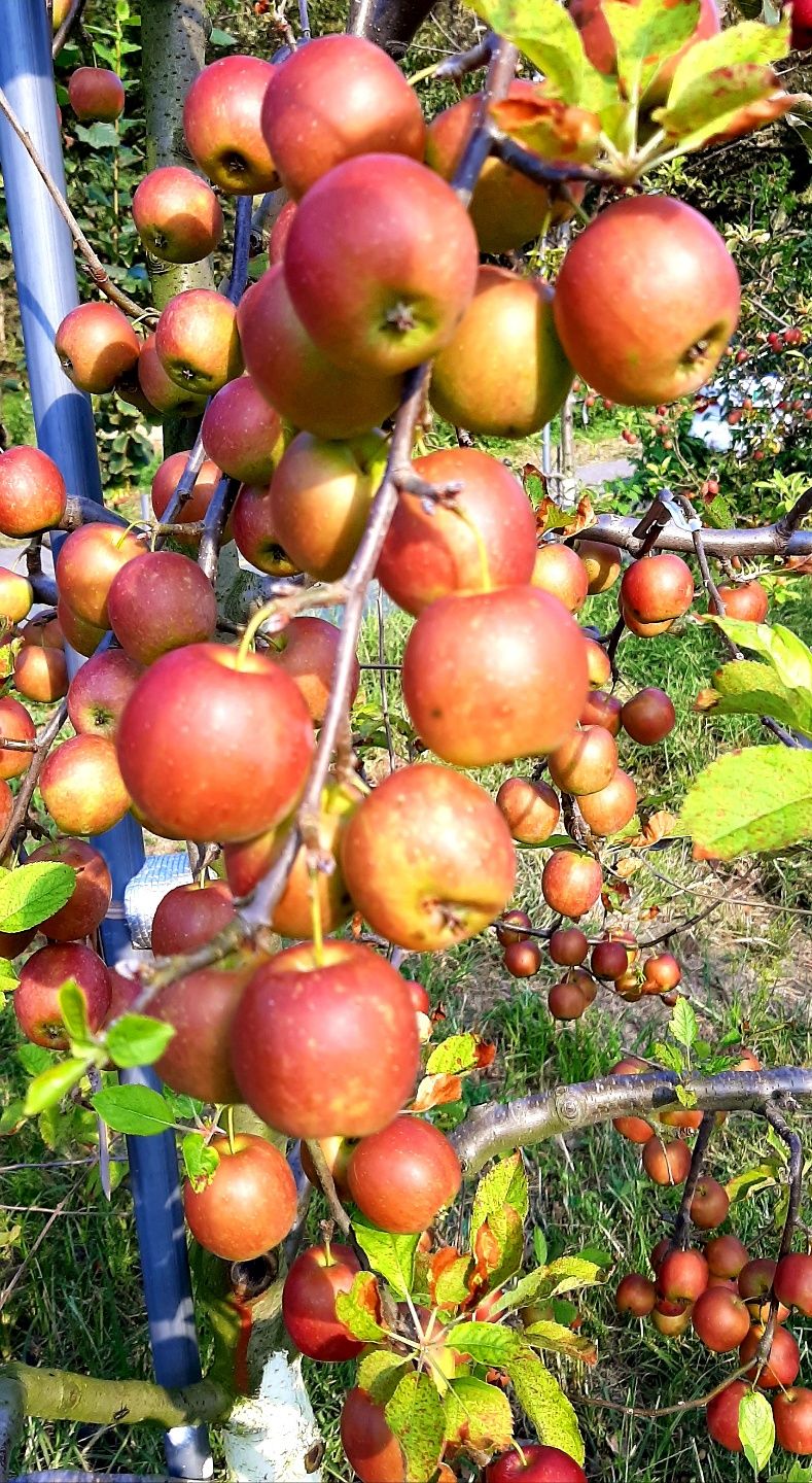 윤미경님의 장터 판매 상품 [미니사과 및 미니사과 즙 미니사과] 첨부 사진