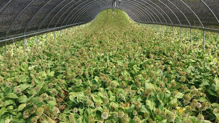 병풍취산채농원님의 장터 판매 상품 [산마늘 종근 5년근 주당300원(  천주단위)] 첨부 사진