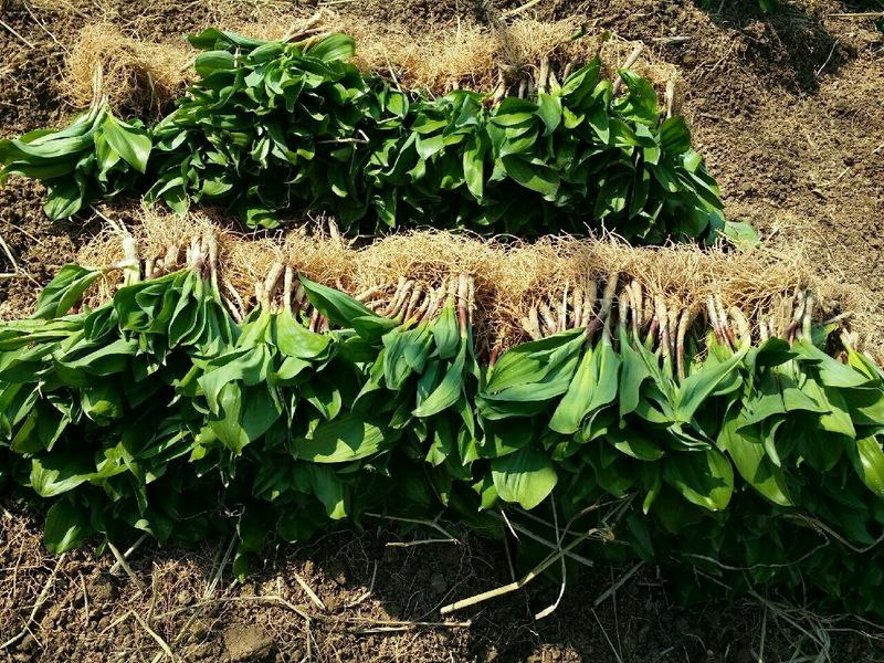 병풍취산채농원님의 장터 판매 상품 [산마늘 종근 5년근 주당300원(  천주단위)] 첨부 사진
