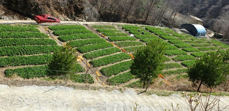 병풍취산채농원님의 장터 판매 상품 [산마늘 종근 5년근 주당300원(  천주단위)] 첨부 사진